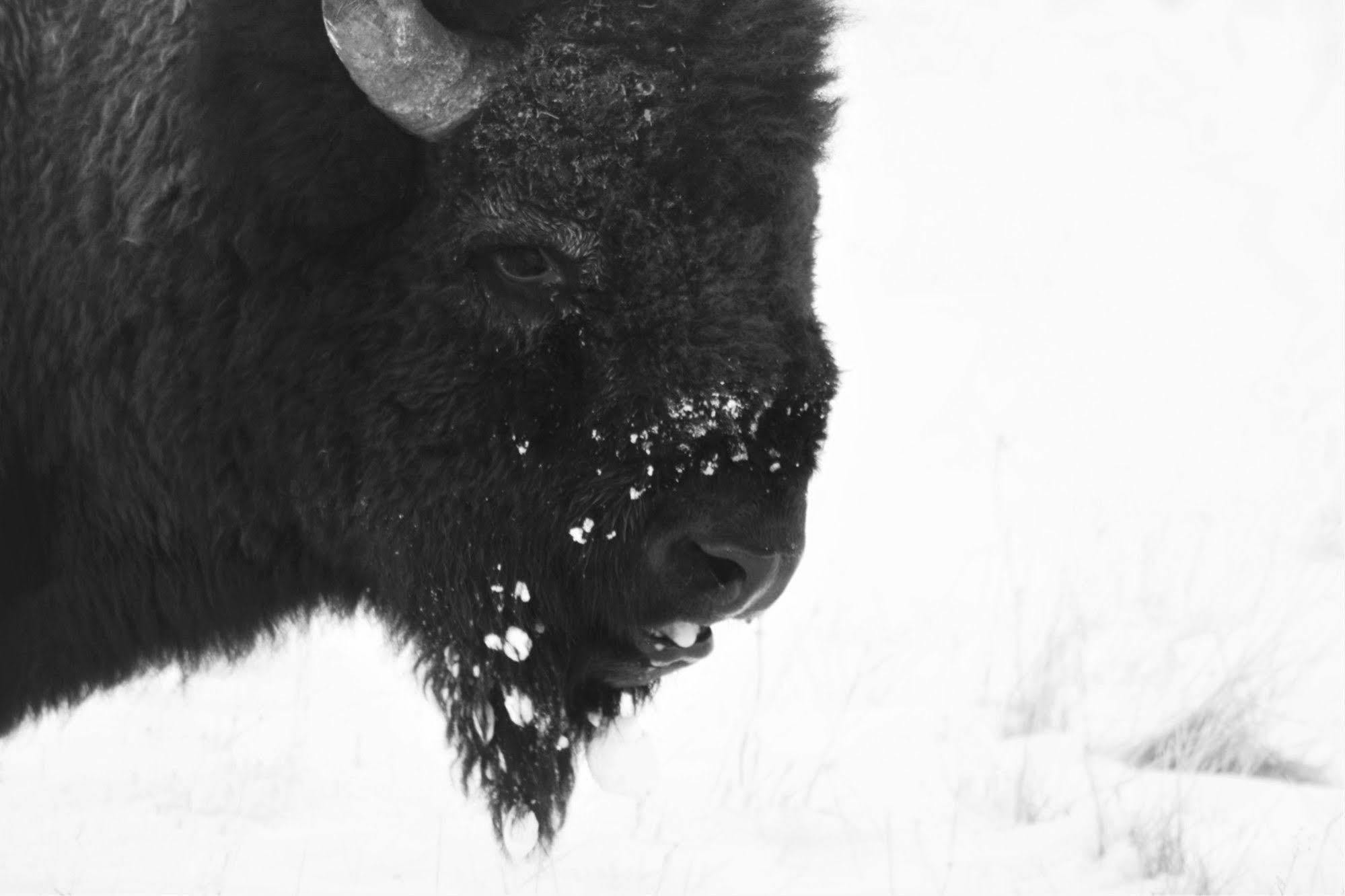Brandin' Iron Inn West Yellowstone Esterno foto